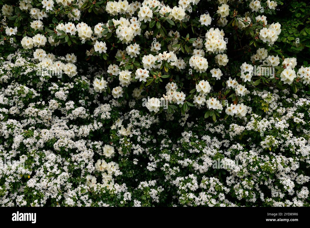 choisya ternata, rhododendron blanc, choisya et rhododendron, fleurs blanches, arbuste à fleurs blanches, arbustes à feuilles persistantes, arbustes, fleurs parfumées, flo parfumé Banque D'Images