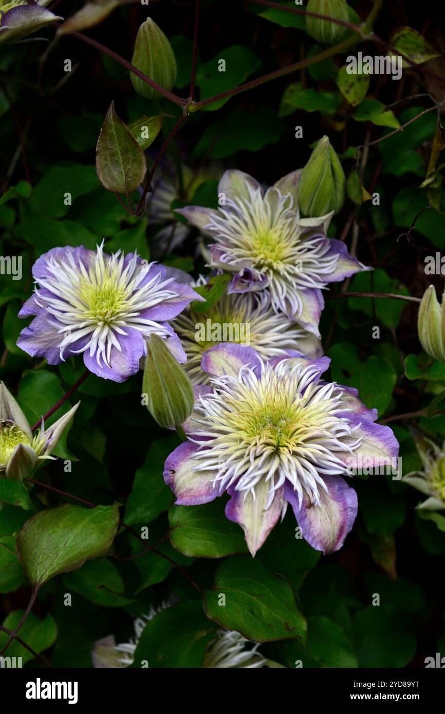 Clematis multi-bleu,fleurs multi-bleu Clematis décolorées,fleurs bleues semi-doubles lilas,fleur bleue semi-double lilas,floraison,clématites groupe II,groupe Banque D'Images