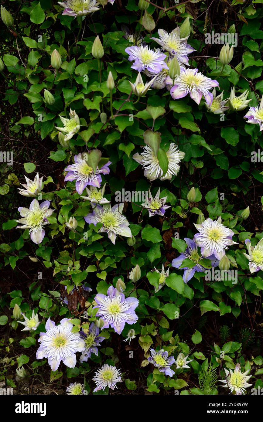Clematis multi-bleu,fleurs multi-bleu Clematis décolorées,fleurs bleues semi-doubles lilas,fleur bleue semi-double lilas,floraison,clématites groupe II,groupe Banque D'Images