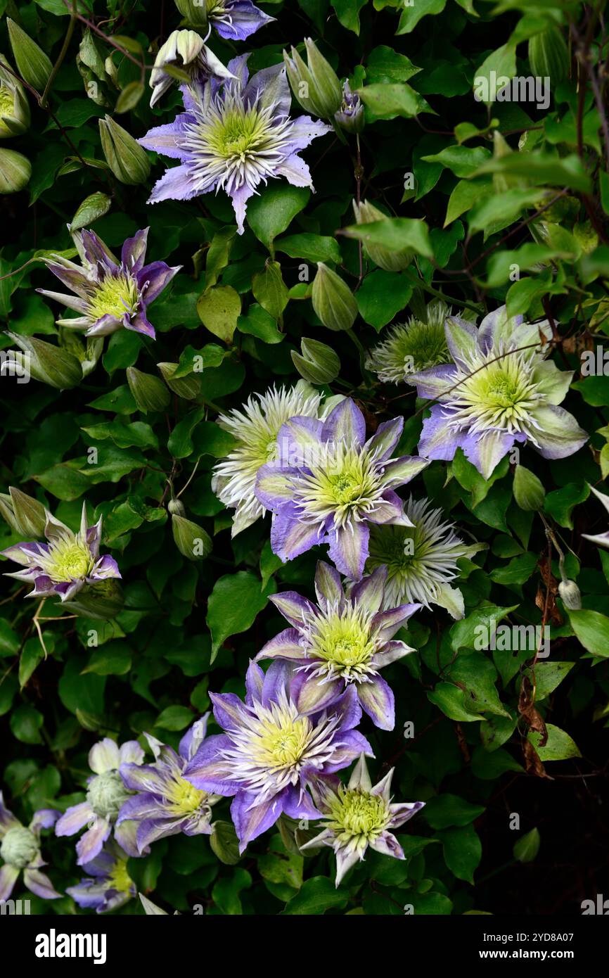 Clematis multi-bleu,fleurs multi-bleu Clematis décolorées,fleurs bleues semi-doubles lilas,fleur bleue semi-double lilas,floraison,clématites groupe II,groupe Banque D'Images