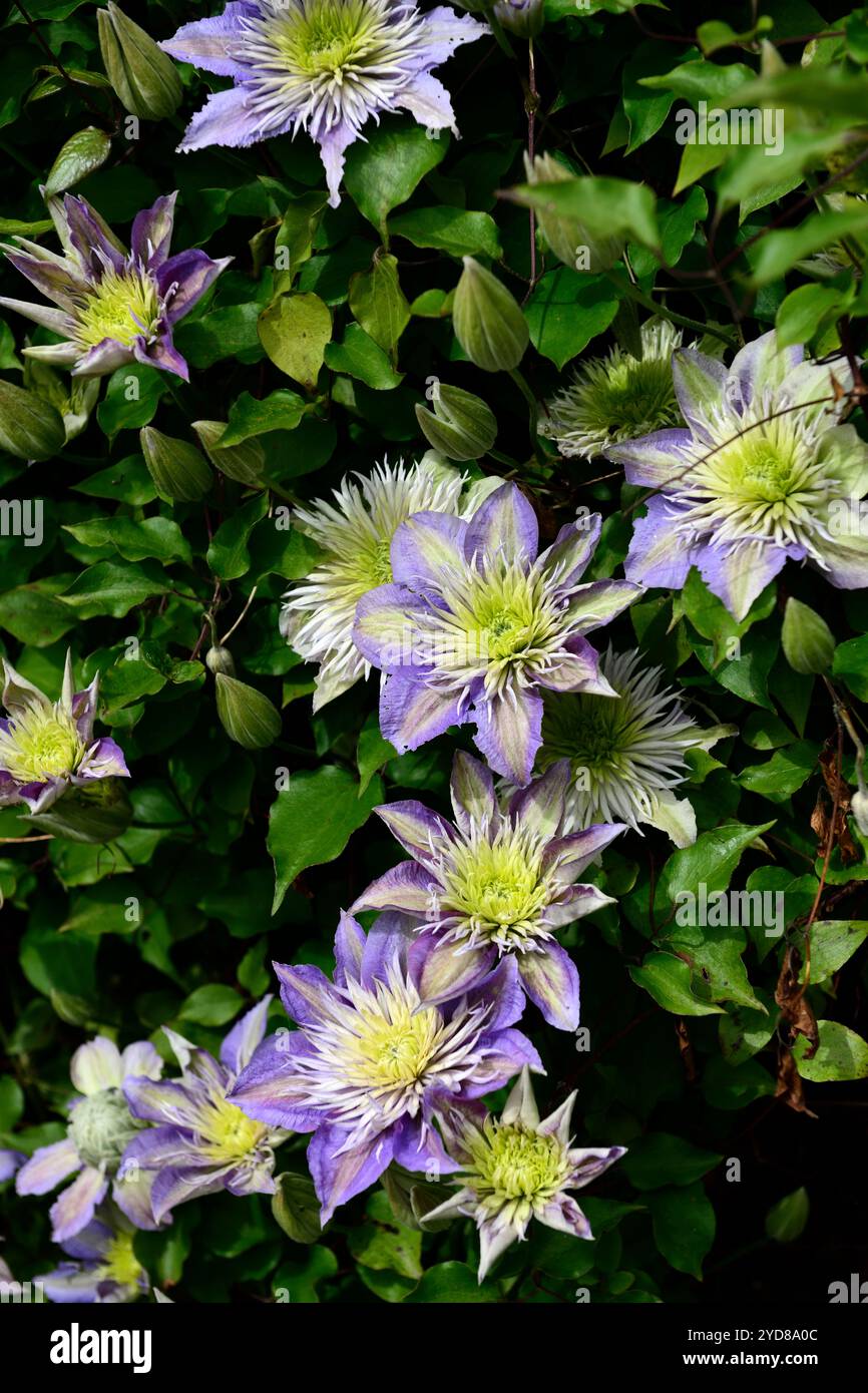 Clematis multi-bleu,fleurs multi-bleu Clematis décolorées,fleurs bleues semi-doubles lilas,fleur bleue semi-double lilas,floraison,clématites groupe II,groupe Banque D'Images