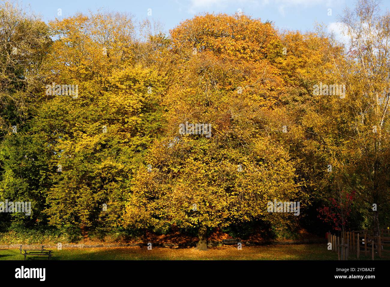 Thomastown Park, Merthyr Tydfil, pays de Galles du Sud, Royaume-Uni. 25 octobre 2024. Météo Royaume-Uni : couleurs ensoleillées de l'automne cet après-midi. Crédit : Andrew Bartlett/Alamy Live News. Banque D'Images Thomastown Park, Merthyr Tydfil, pays de Galles du Sud, Royaume-Uni. 25 octobre 2024. Météo Royaume-Uni : couleurs ensoleillées de l'automne cet après-midi. Crédit : Andrew Bartlett/Alamy Live News. Banque D'Images