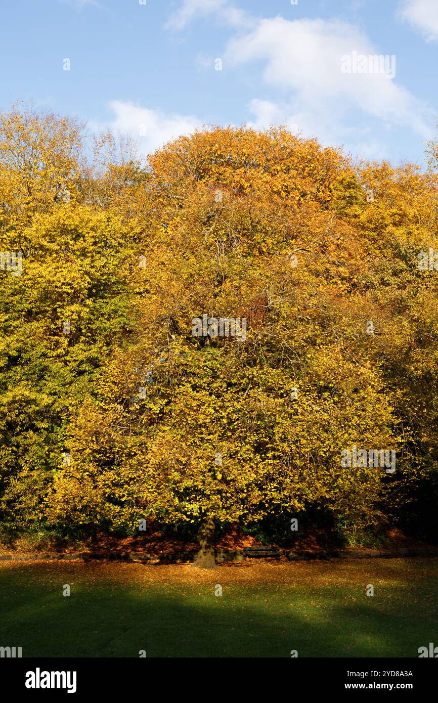 Thomastown Park, Merthyr Tydfil, pays de Galles du Sud, Royaume-Uni. 25 octobre 2024. Météo Royaume-Uni : couleurs ensoleillées de l'automne cet après-midi. Crédit : Andrew Bartlett/Alamy Live News. Banque D'Images Thomastown Park, Merthyr Tydfil, pays de Galles du Sud, Royaume-Uni. 25 octobre 2024. Météo Royaume-Uni : couleurs ensoleillées de l'automne cet après-midi. Crédit : Andrew Bartlett/Alamy Live News. Banque D'Images