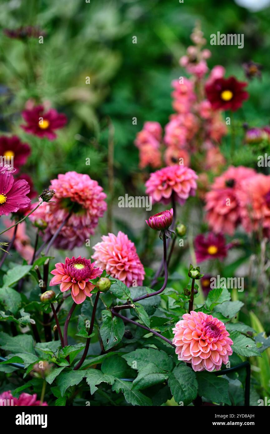 Dahlia American Dawn, fleurs de forme double décorative, dahlia rose saumon, dahlias rose saumon, fleurs roses saumon, floraison, RM Floral Banque D'Images