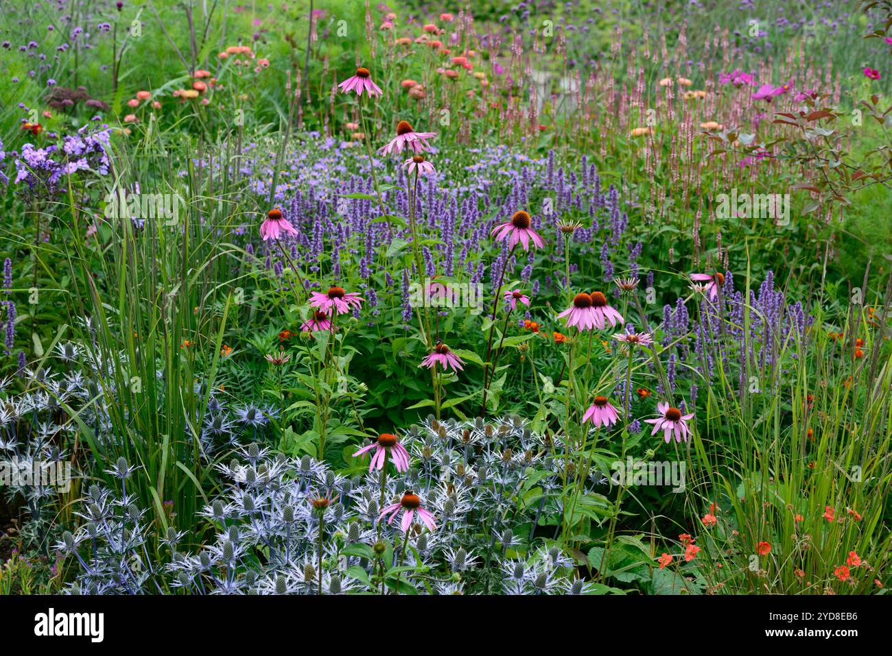 echinacea purpurea, coneflower violet, coneflowers, fleur, fleurs, portraits de plantes, vivaces, schéma de plantation mixte, frontière mixte, frontières, lit, vivaces, er Banque D'Images