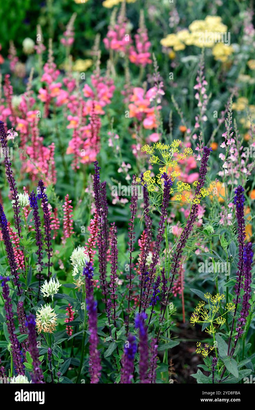 Salvia nemerosa Caradonna, Antirrhinum Orange Wonder,Linaria Peachy,Persicaria amplexicaulis Orangefield,mélange de plantes, floraison mixte SC Banque D'Images