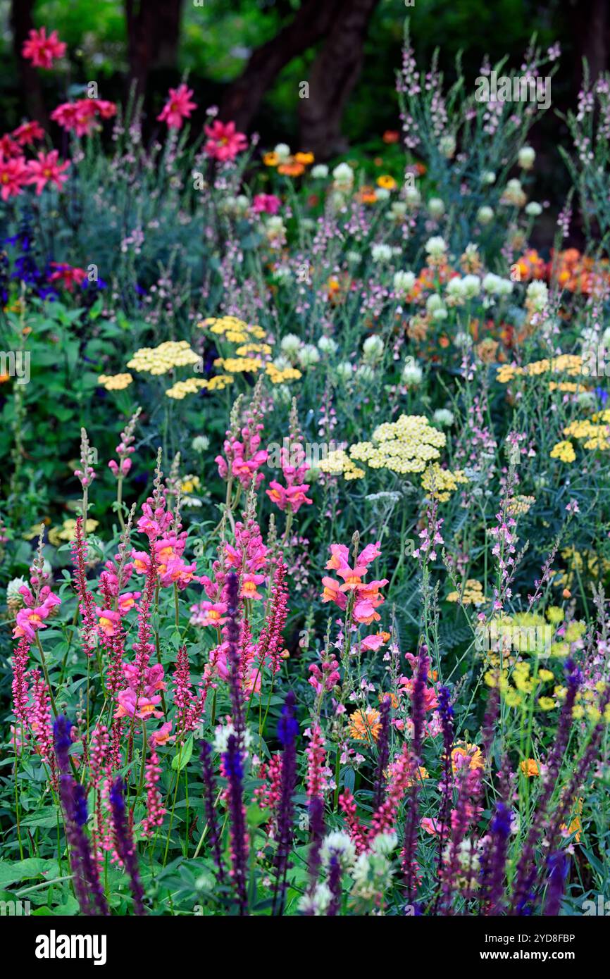 Salvia nemerosa Caradonna, Antirrhinum Orange Wonder,Linaria Peachy,Persicaria amplexicaulis Orangefield,mélange de plantes, floraison mixte SC Banque D'Images