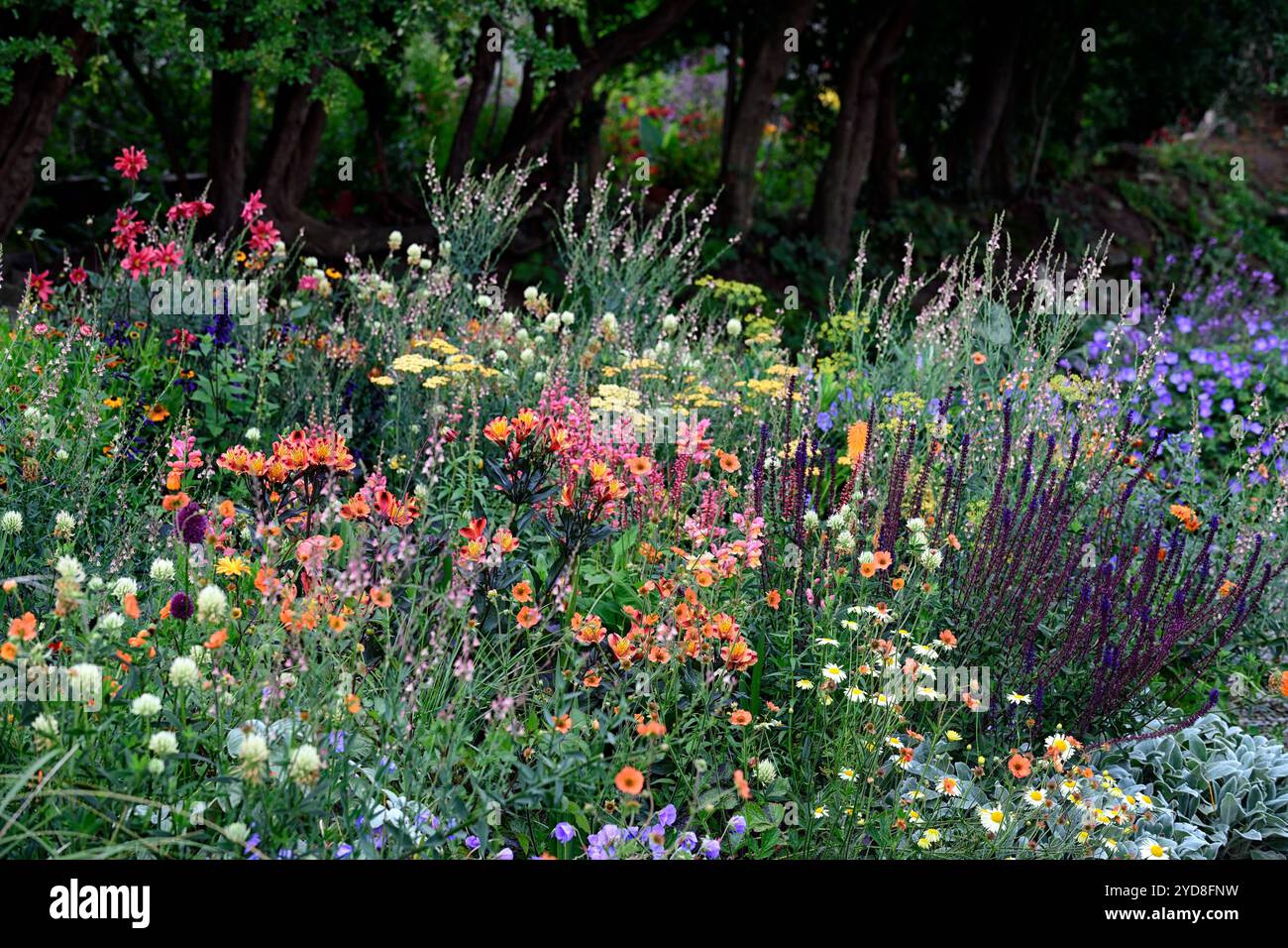 Salvia nemerosa Caradonna, Anthemis tinctoria EC Buxton, Geum totalement mandarine, trèfle de soufre, Calendula, aneth, Linaria Peachy, Géranium Azure Rush, s Banque D'Images