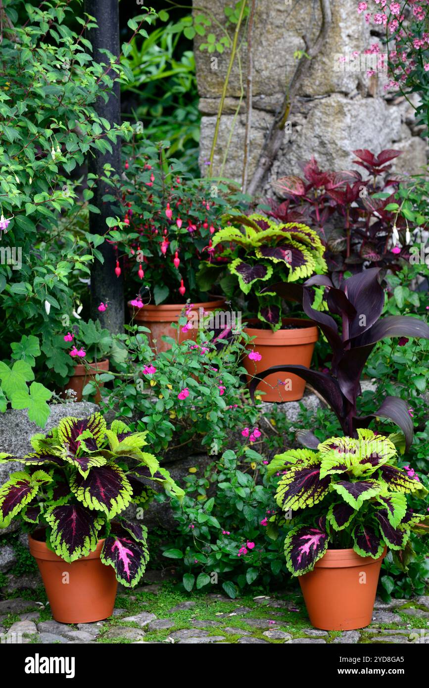 coleus, Solenostemon scutellarioides, salvia, fuschia, canna, mélange, schéma de plantation mixte, affichage de pot mixte, schéma de plantation, feuilles rouge vert jaune orange, Banque D'Images