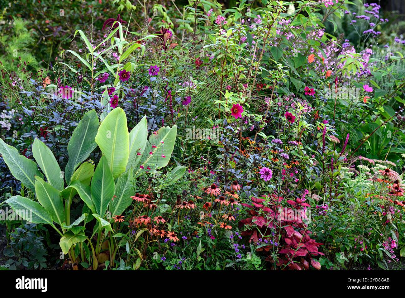 Canna, echinacea, dahlia, phytolacca, hylotelephium, phlox, coleus, bordure violet rose, plantes vivaces mixtes, schéma de plantation mixte, plantation mixte, RM Floral Banque D'Images