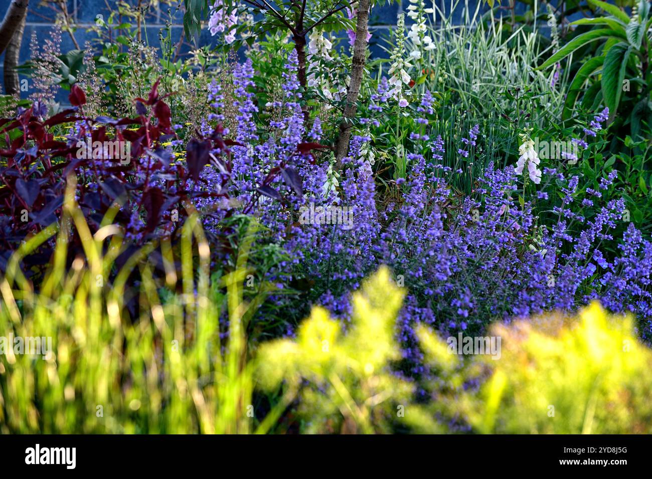 Persicaria microcephala Red Dragon, nepeta six collines géant, feuillage violet et combinaison de fleurs bleues, feuilles violettes et combinaison de fleurs bleues, garde Banque D'Images