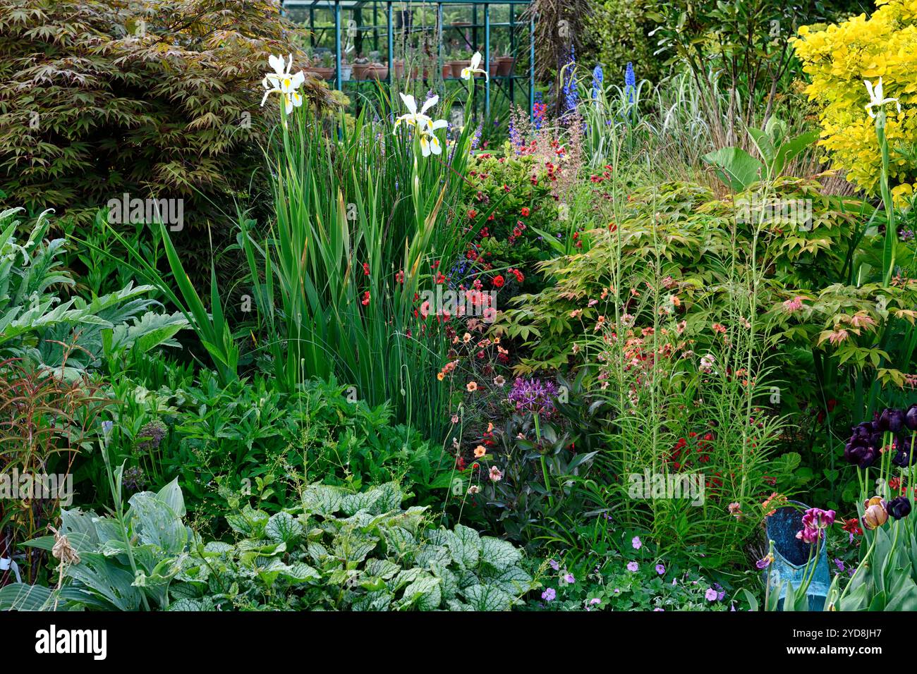 geum totalement mandarine ; Geum coccineum Red Wings ; iris ; iris blanc ; geums ; Acer ; géranium, brunnera, combinaison de plantation mixte ; RM Floral Banque D'Images