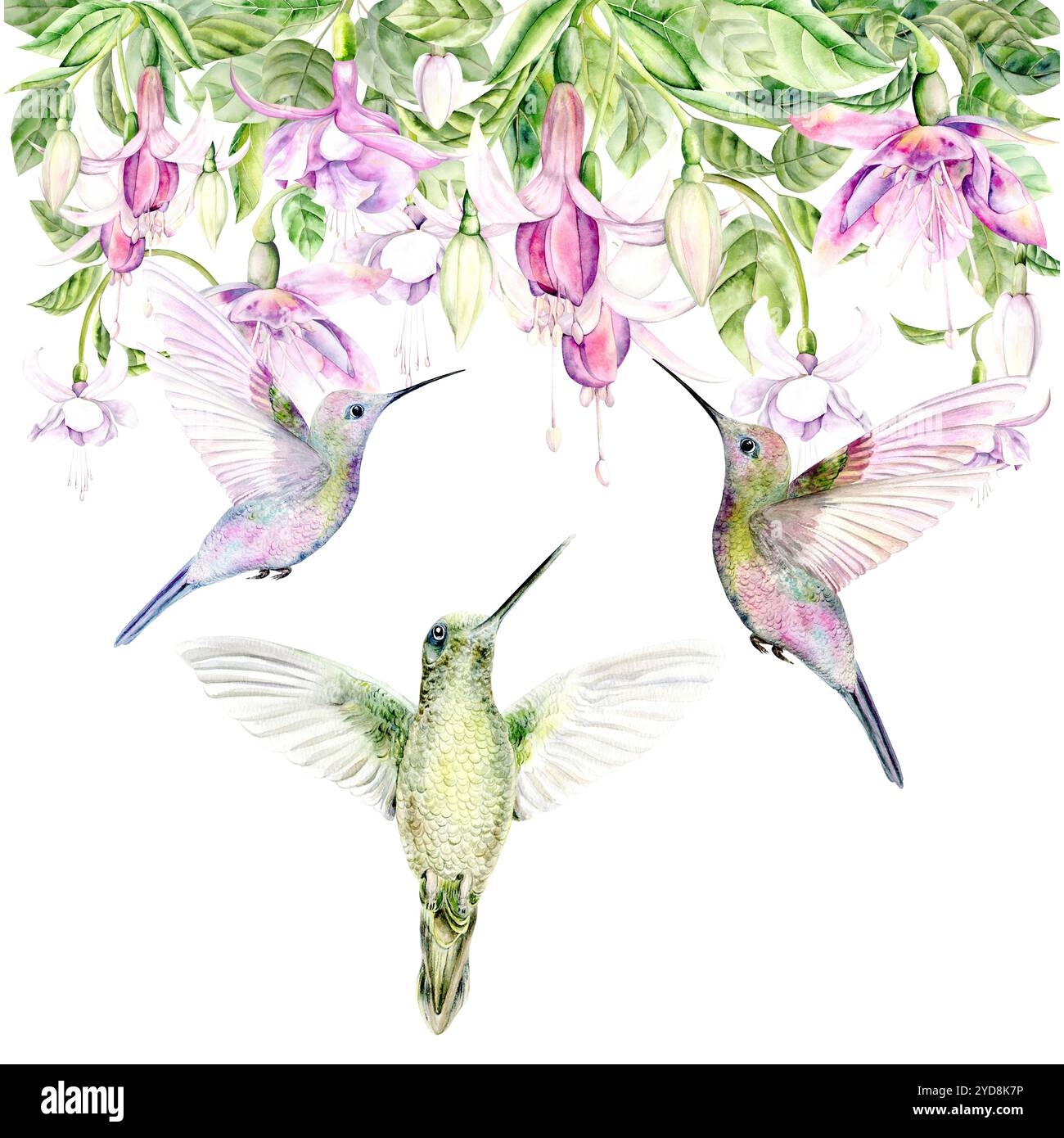 Dessin d'un colibri et fleurs de fuchsia. L'illustration de l'aquarelle est dessinée à la main sur un fond blanc. Convient pour les dessins, les cartes et les textiles Banque D'Images