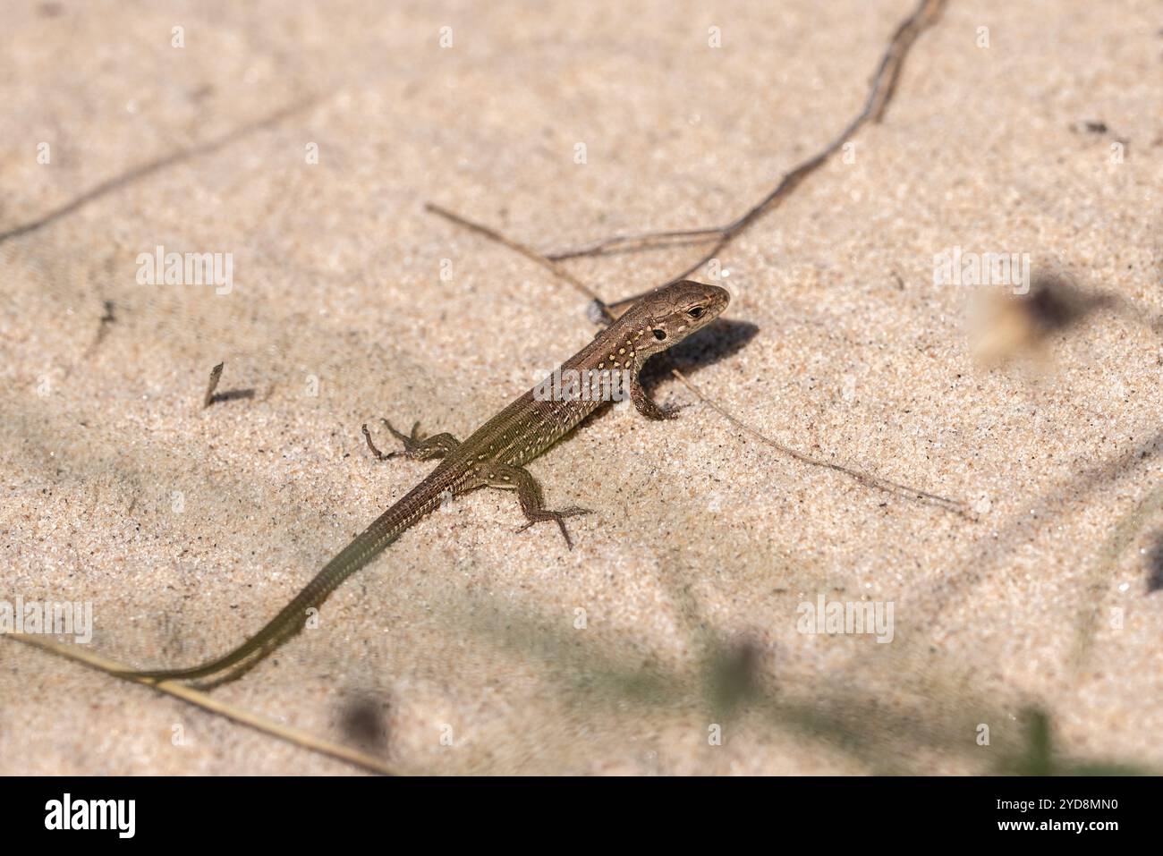 Le lézard vivipare (Zootoca vivipara) sur le sable en journée ensoleillée en Lettonie Banque D'Images