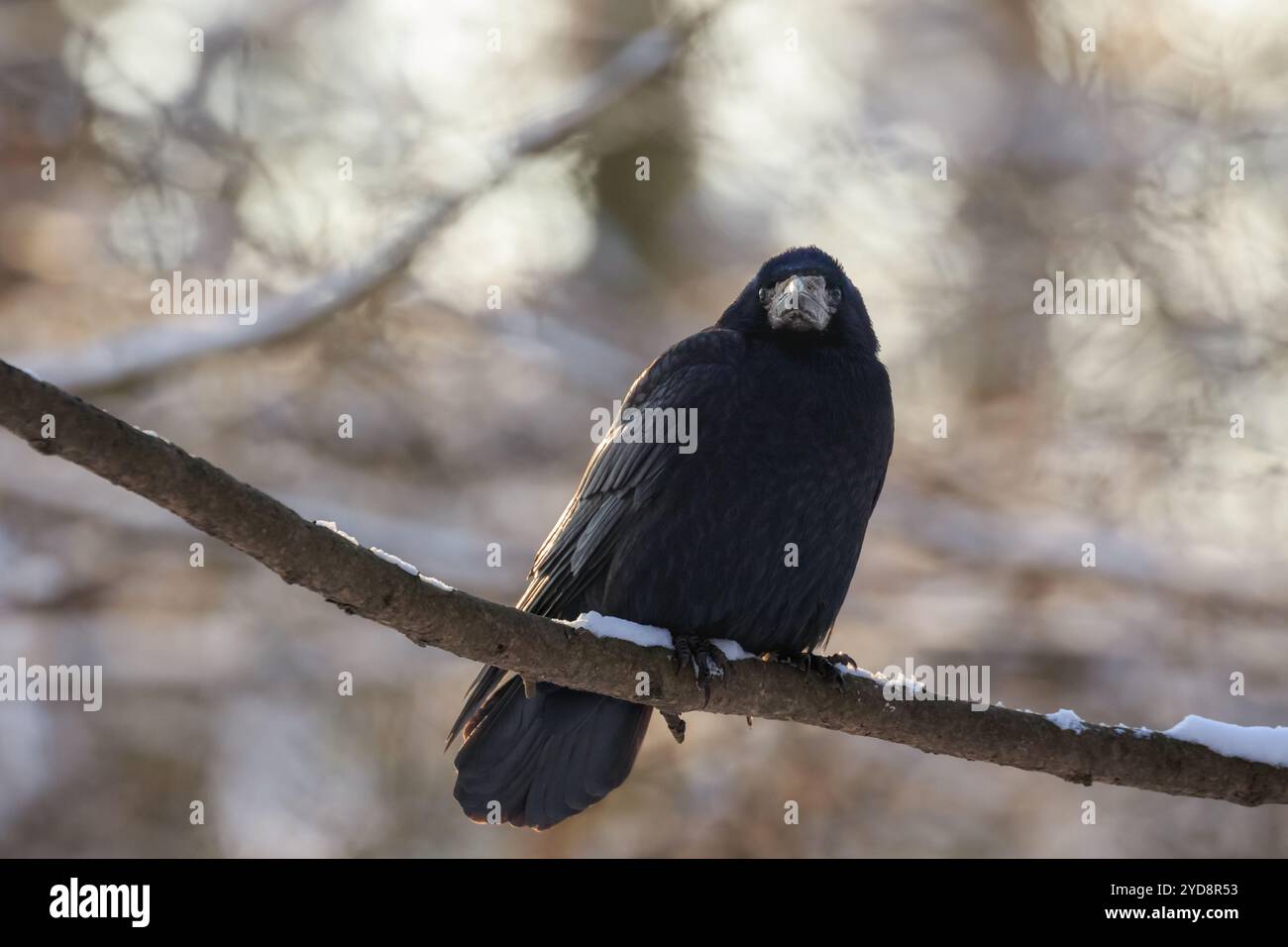 Vue de face de la roche (Corvus frugilegus) assise sur une branche enneigée, en hiver. Kraków, Pologne. Arrière-plan flou Banque D'Images