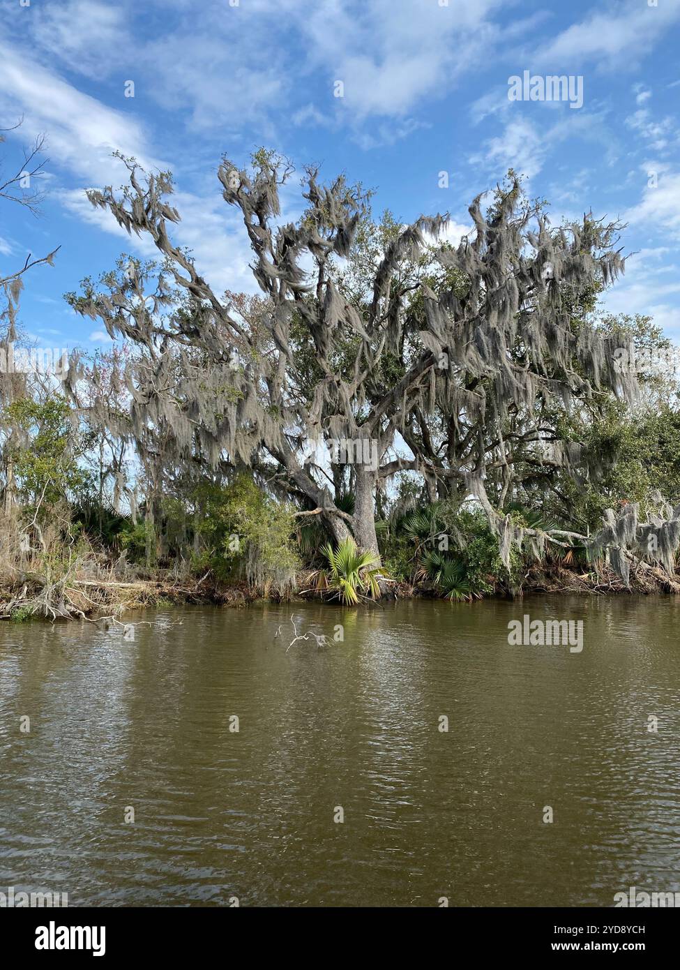 Photo de Old Man's Beard ou Beard Moss dans Barataria Preserve Louisiana USA Banque D'Images