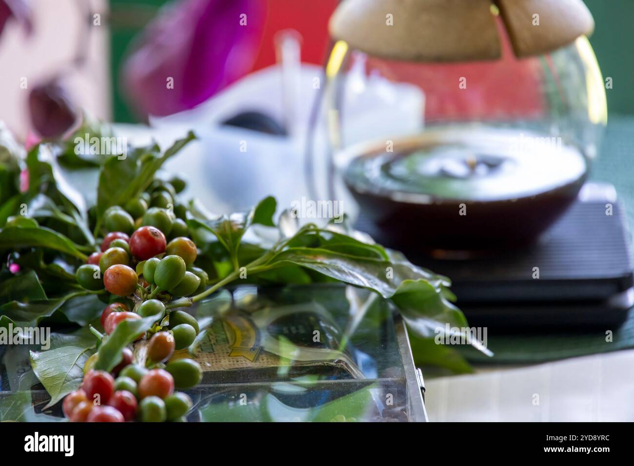 Préparation du café à la Finca Los Angeles à jardin, Colombie. Lui et sa famille produisent un excellent café arabica biologique d'origine unique Banque D'Images