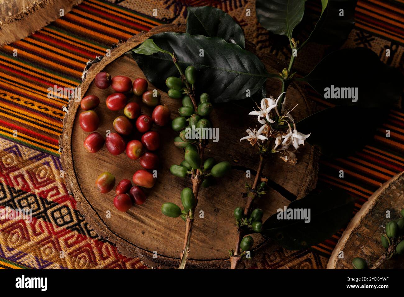 Café Arabica (Coffea arabica) sur la petite Finca Los Angeles familiale à jardin, Colombie. Ici, les baies de café vertes et mûres et le flux sont montrés Banque D'Images