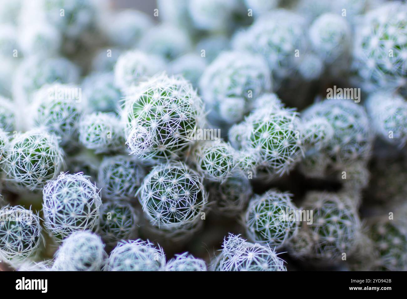 Voici une vue rapprochée détaillée d'un tas de petites plantes de cactus vibrantes, mettant en valeur leurs textures et formes uniques Banque D'Images