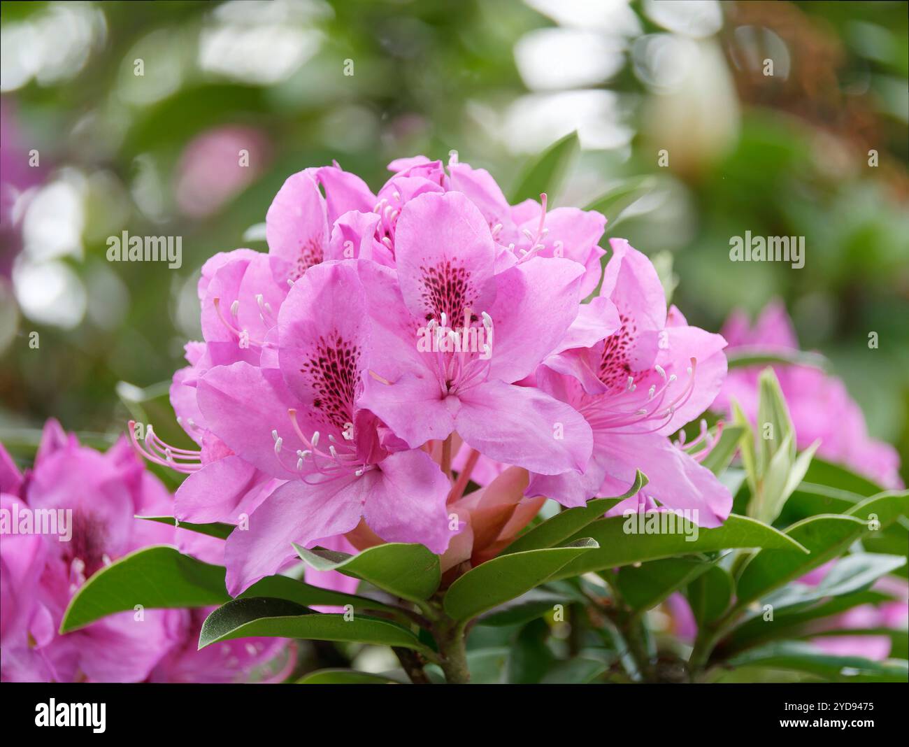 Belle floraison de Rhododendron Banque D'Images