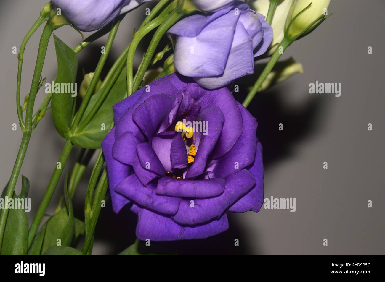 Fleurs coupées violettes Eustoma Grandiflorum 'Lisianthus' (Blue Field Marguerite) dans un vase affichage dans une maison de campagne anglaise, Lancashire, Angleterre, Royaume-Uni. Banque D'Images