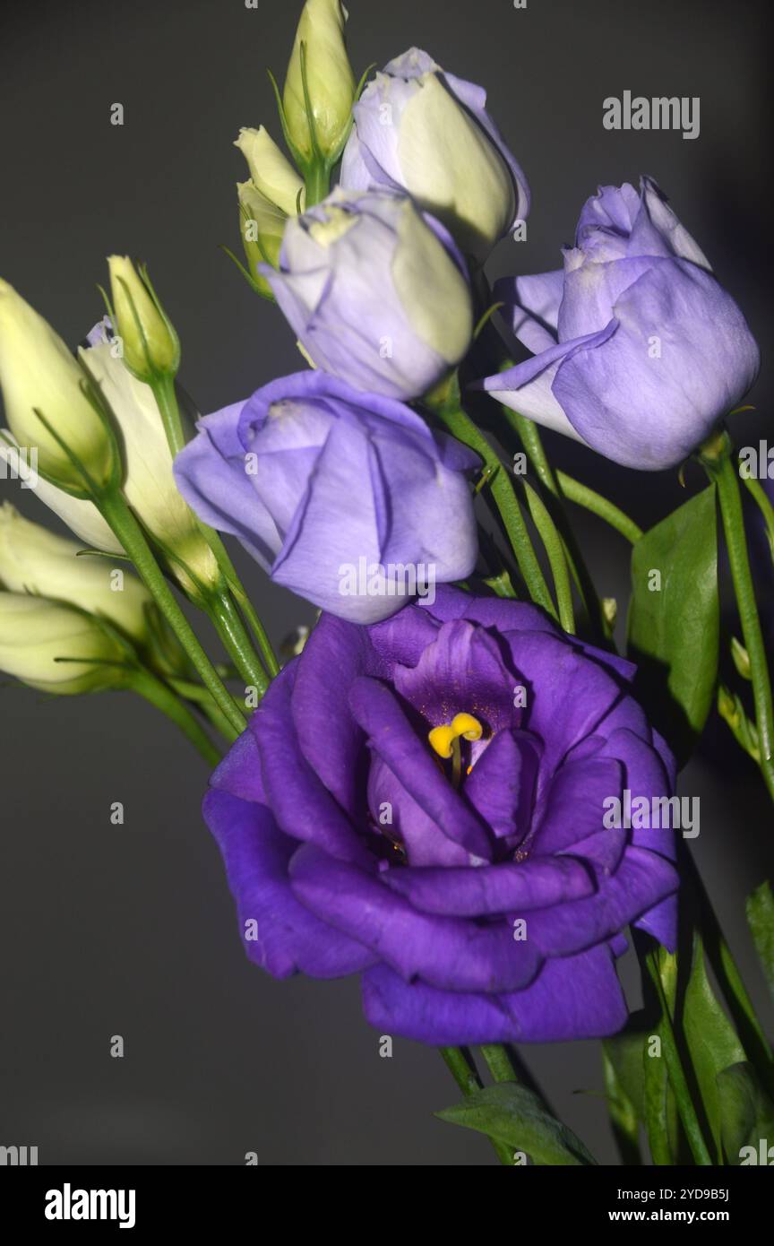 Fleurs coupées violettes Eustoma Grandiflorum 'Lisianthus' (Blue Field Marguerite) dans un vase affichage dans une maison de campagne anglaise, Lancashire, Angleterre, Royaume-Uni. Banque D'Images