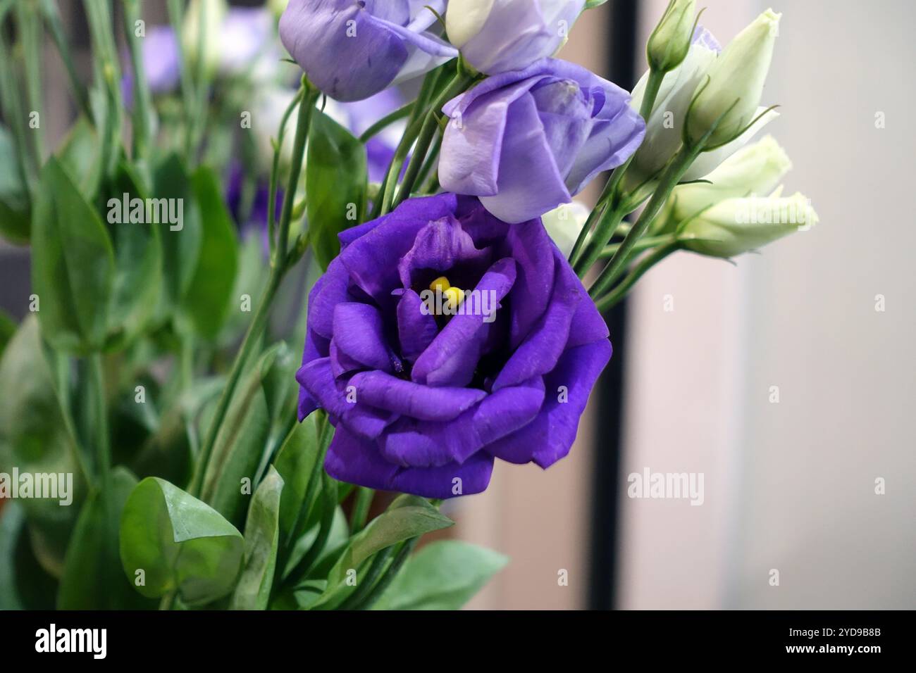 Fleurs coupées violettes Eustoma Grandiflorum 'Lisianthus' (Blue Field Marguerite) dans un vase affichage dans une maison de campagne anglaise, Lancashire, Angleterre, Royaume-Uni. Banque D'Images