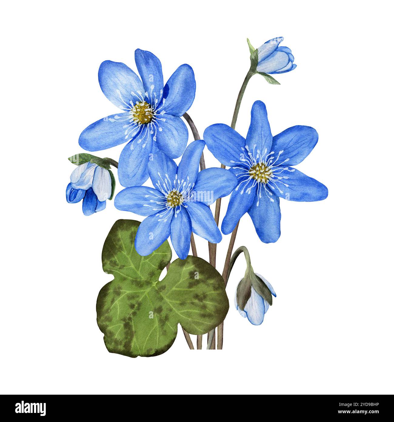 Composition avec fleurs de printemps de forêt bleue anémone hepatica, liverwort. Illustration d'aquarelle botanique dessinée à la main Banque D'Images