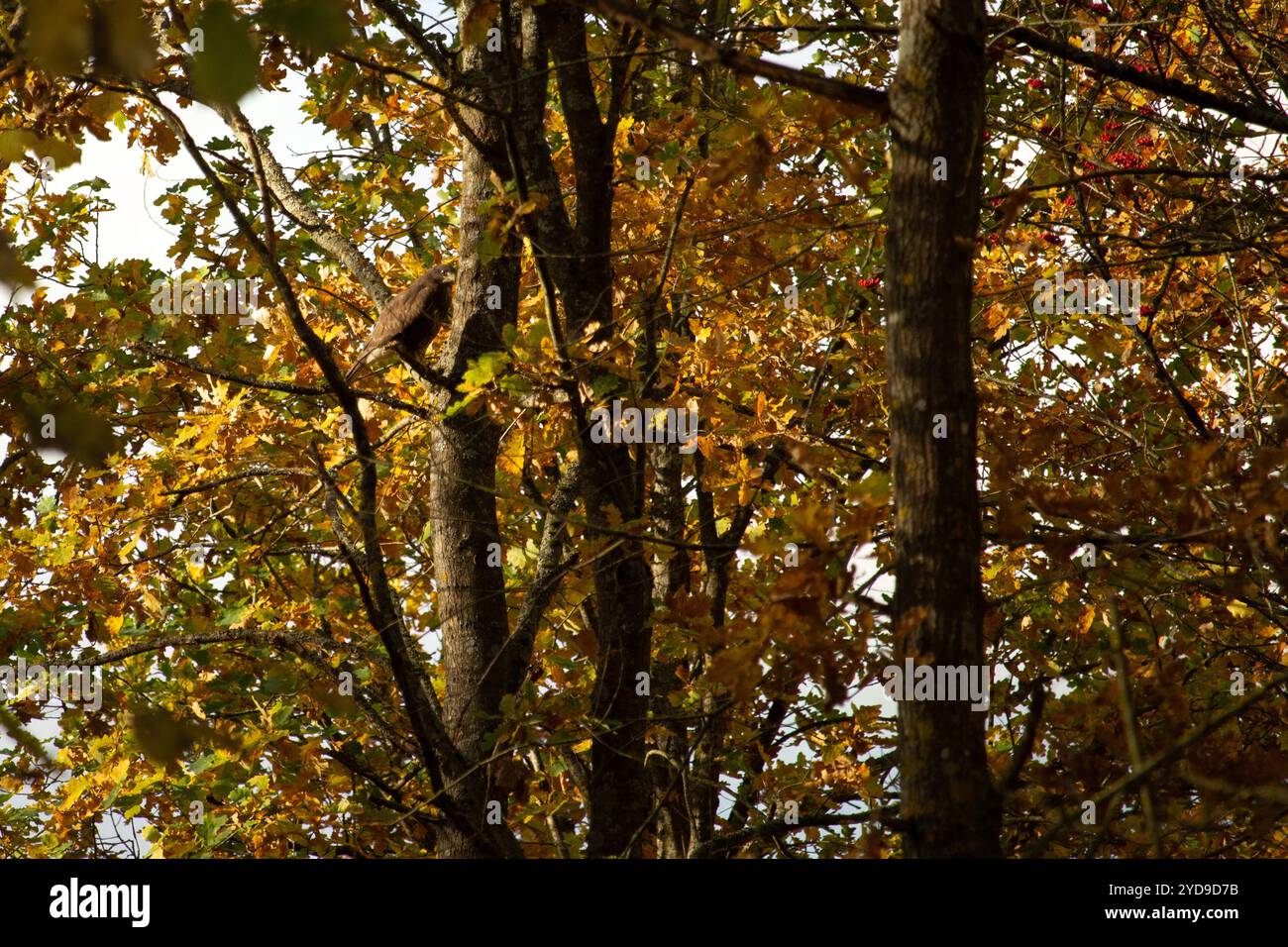 Oiseaux de proie - Buzzard commun (Buteo buteo) se cache dans la forêt Banque D'Images