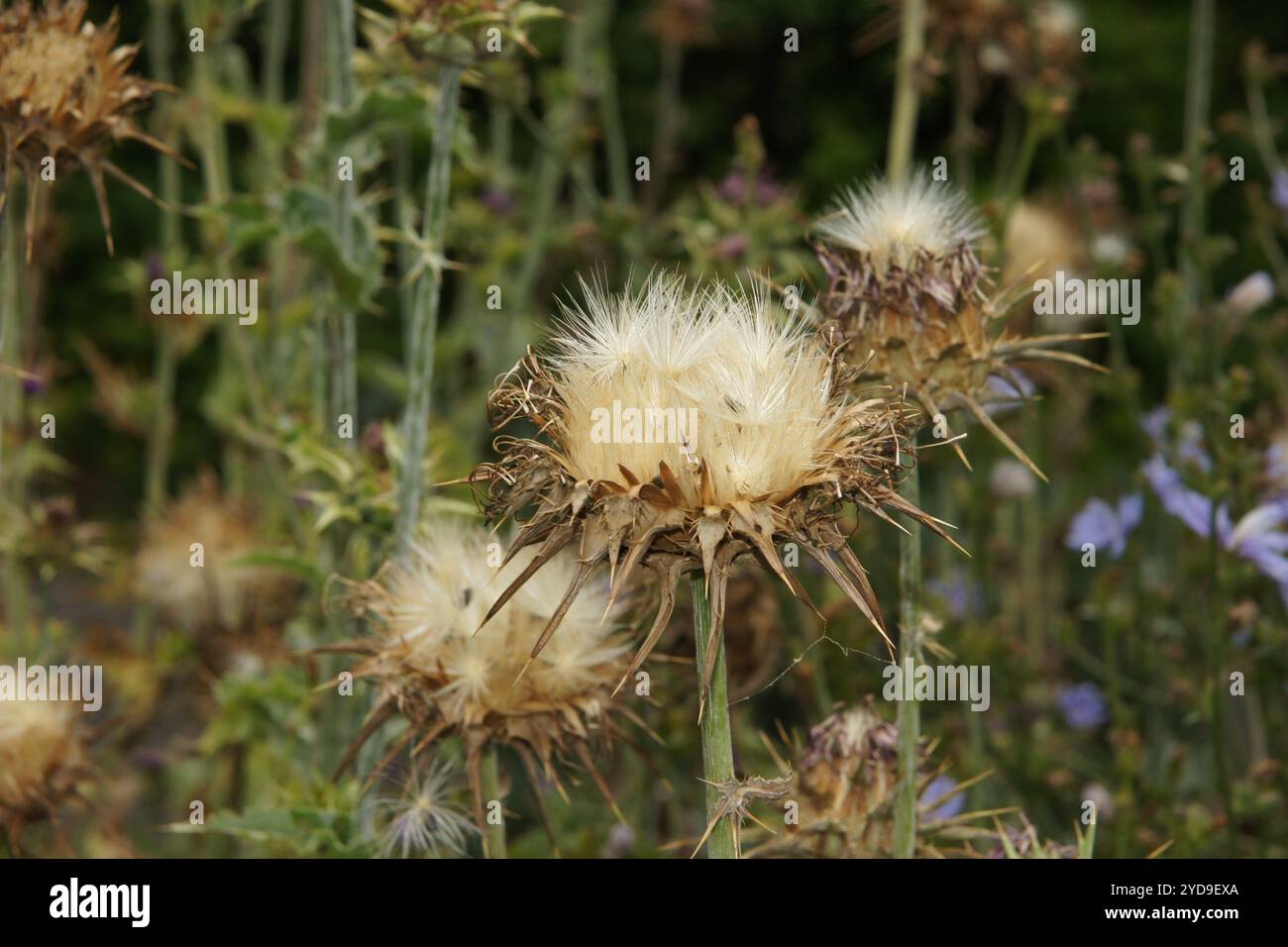 Silybum marianum, mary chardon Banque D'Images