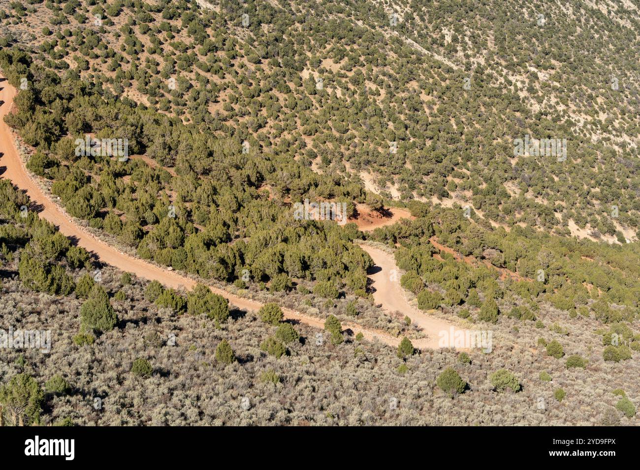 Chemin de terre avec des arbres des deux côtés. La route est étroite et sinueuse. Il n'y a pas de voitures sur la route Banque D'Images