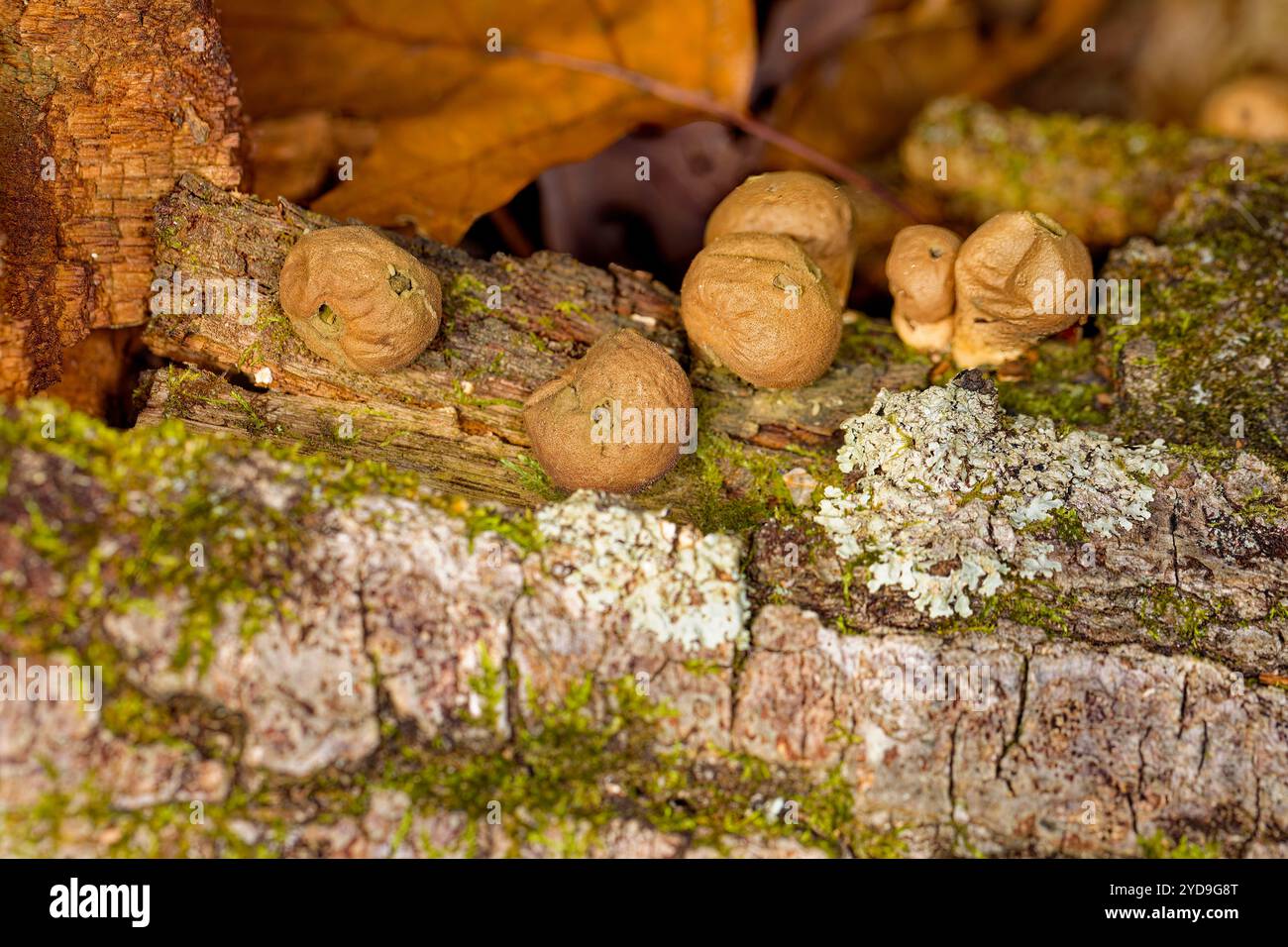 La boule de terre commune (sclérodermie citrinum), communément appelée boule de poison en peau de porc ou boule de terre commune Banque D'Images