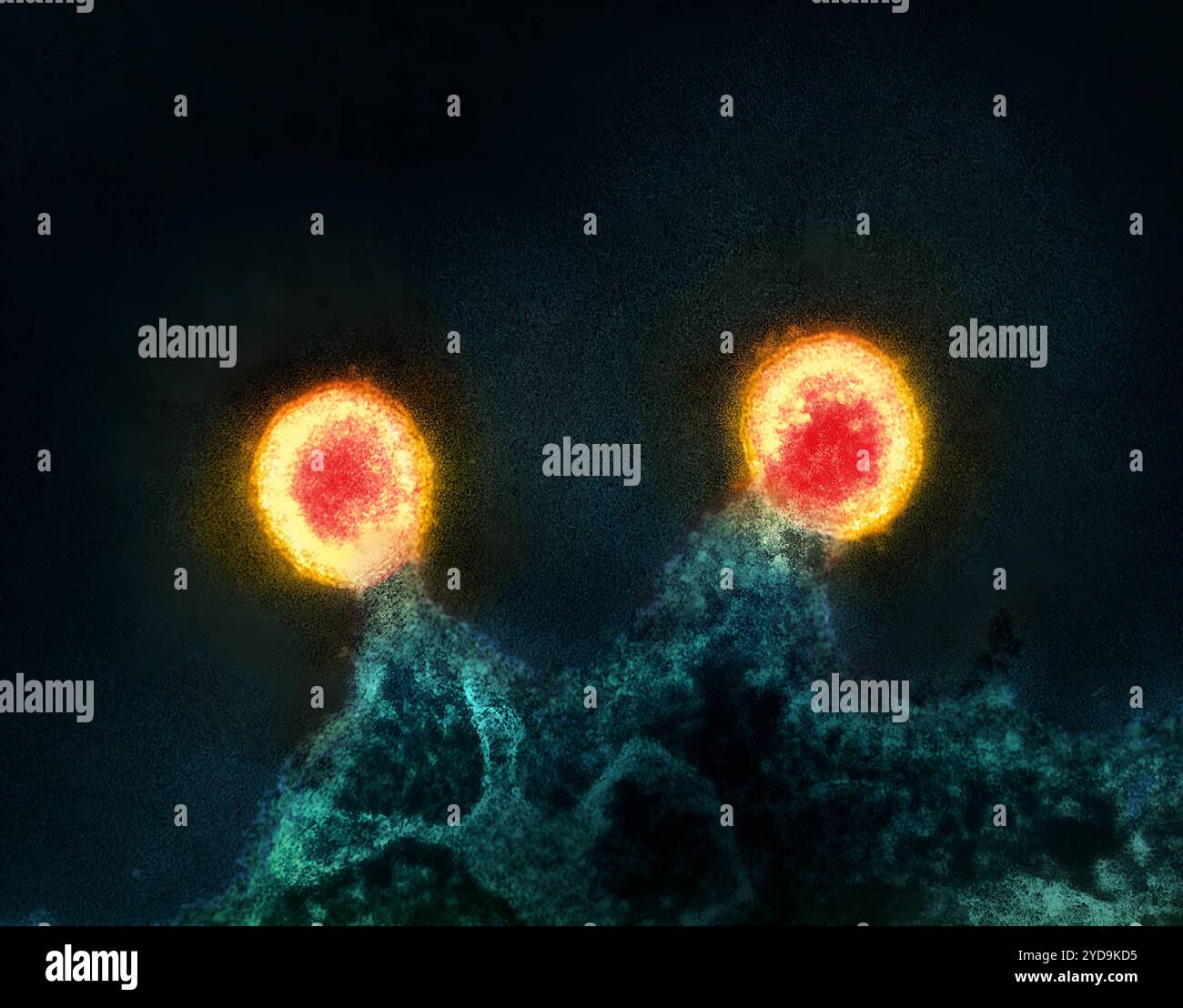 Micrographie électronique à transmission colorisée de deux particules de virus VIH-1 rouge/jaune bourgeonnant de la membrane plasmique d'un lymphocyte T H9 infecté sarcelle. Particules du virus VIH-1 bourgeonnant à partir de la cellule 016867 214 Banque D'Images