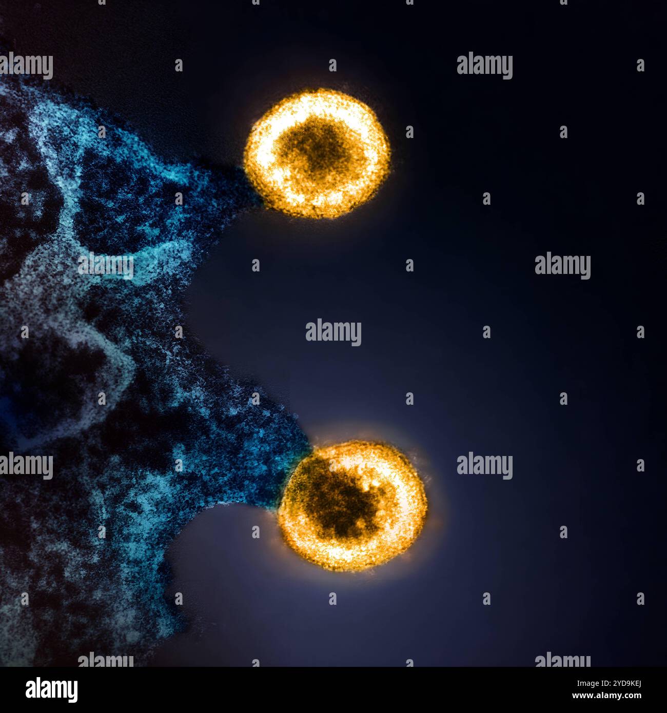 Micrographie électronique à transmission colorée de deux particules virales VIH-1 jaunissant bourgeonnement de la membrane plasmique d'un lymphocyte T H9 infecté bleu. Particules du virus VIH-1 bourgeonnant à partir de la cellule 016867 215 Banque D'Images