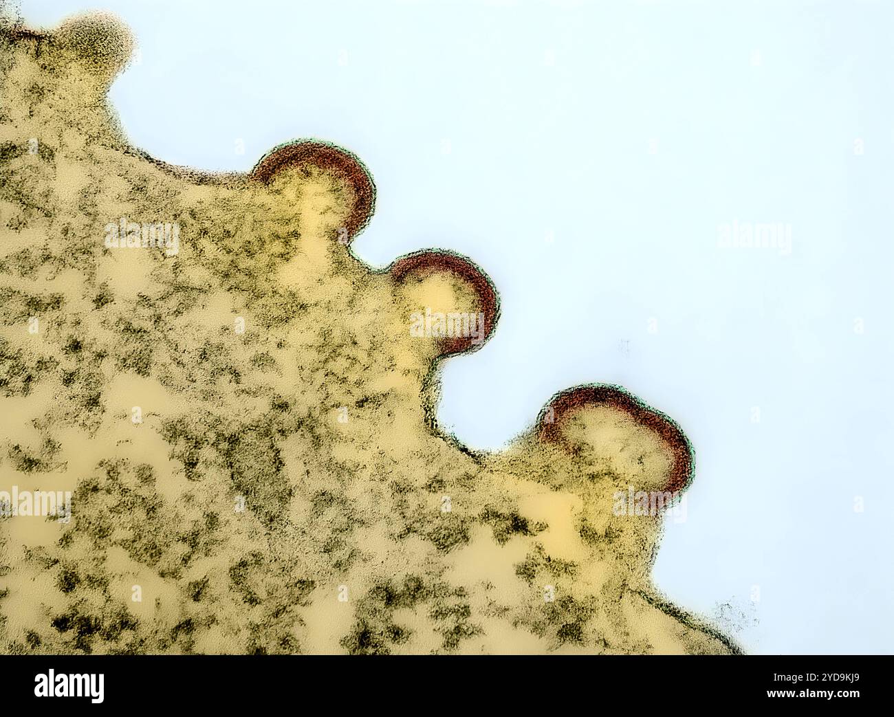 Micrographie électronique à transmission colorisée des particules de virus VIH-1 rouges et vertes bourgeonnant de la membrane plasmique d'un lymphocyte T H9 infecté jaune. Particules du virus VIH-1 bourgeonnant à partir d'un lymphocyte T H9 016867 232 Banque D'Images
