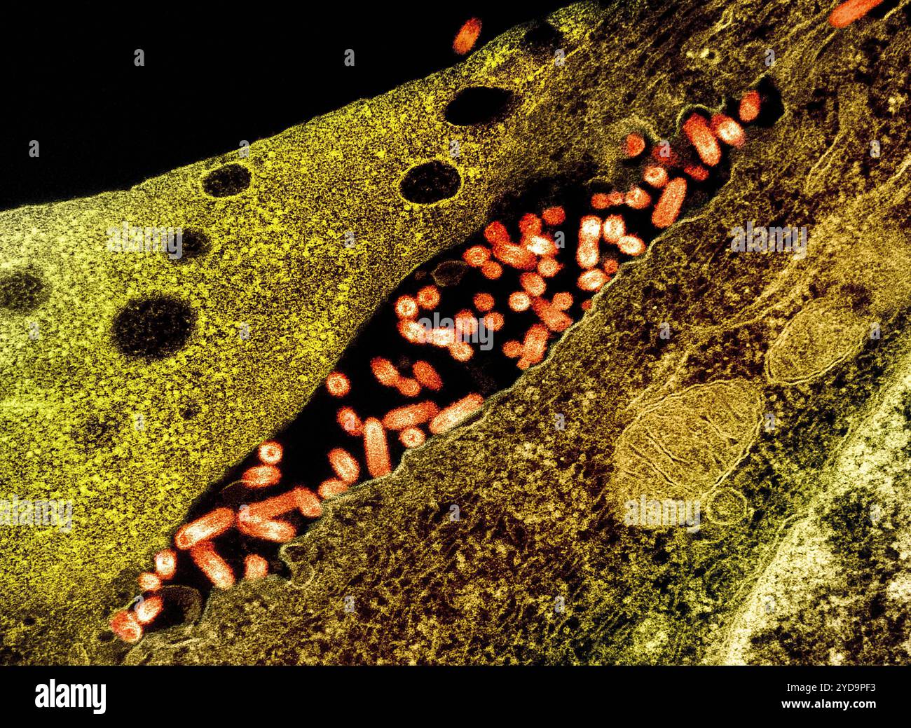 Micrographie électronique de transmission des particules de VSV du virus de la stomatite vésiculeuse orange trouvées dans l'espace extracellulaire et bourgeonnement de la membrane plasmique des cellules infectées vert/brun. Virus de la stomatite vésiculaire VSV 016867 077 Banque D'Images