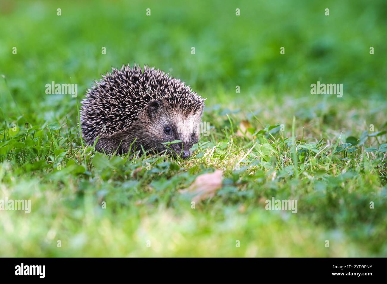 Cute Hedgehog Cub est à la recherche de nourriture dans le pré, il doit pousser beaucoup jusqu'à l'hiver et manger suffisamment de réserves de graisse pour l'hibernation, copier l'espace, sélectionner Banque D'Images