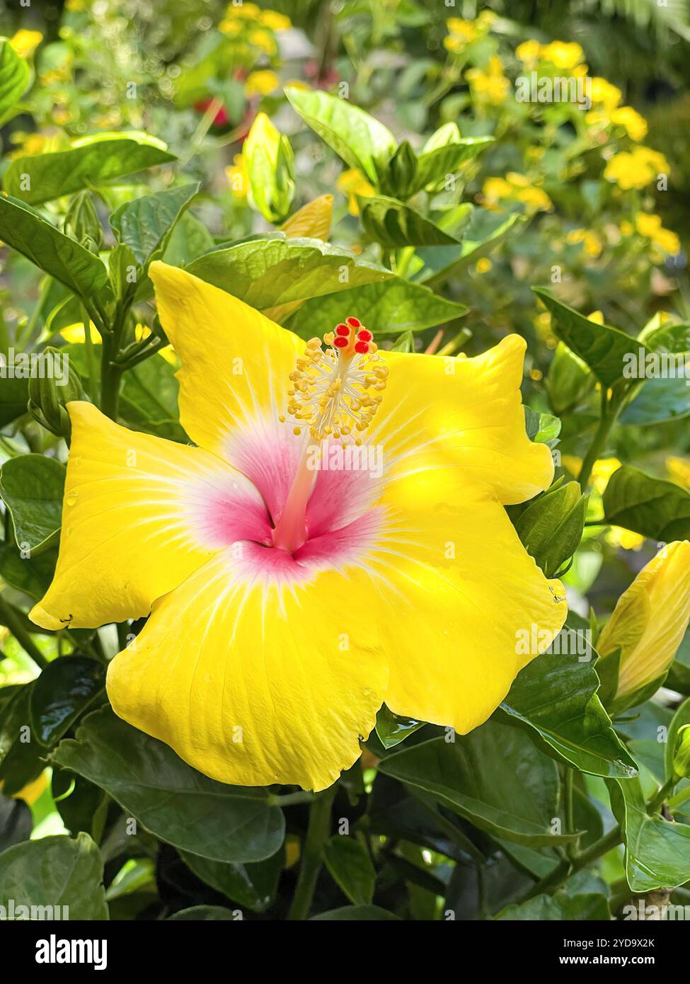 Une plante à fleurs tropicales de couleur jaune vif. Hibiscus. Celui-ci a un centre blanc et rouge. Cultivant dans un jardin du sud des États-Unis. Banque D'Images