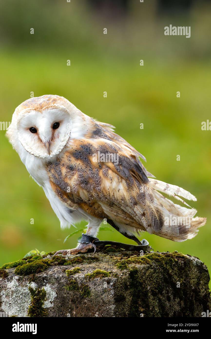 Le hibou irlandais est un oiseau nocturne connu pour son visage en — free download