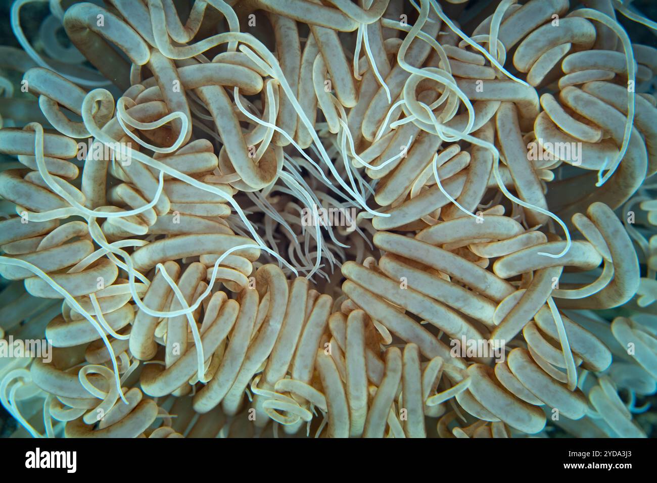 Les tentacules d'une anémone tubulaire de Cerianthid attendent le plancton dérivant sur une pente de sable en Indonésie. Les tentacules peuvent être complètement rétractés. Banque D'Images