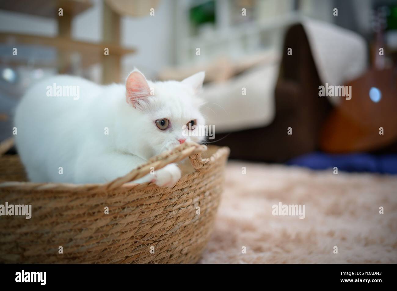 Chat persan une des races les plus populaires de chats attrayants. Banque D'Images