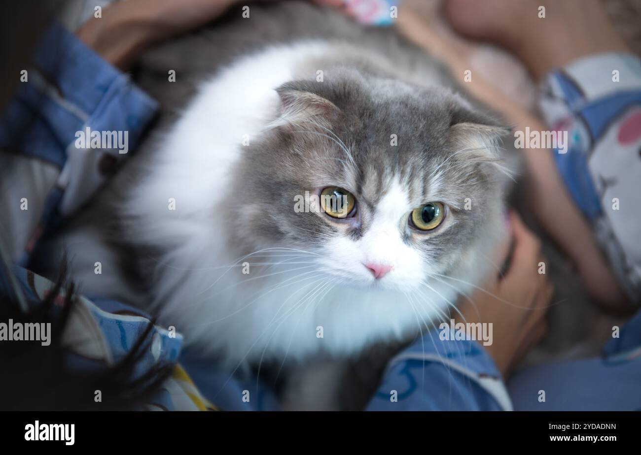Chat persan une des races les plus populaires de chats attrayants. Banque D'Images