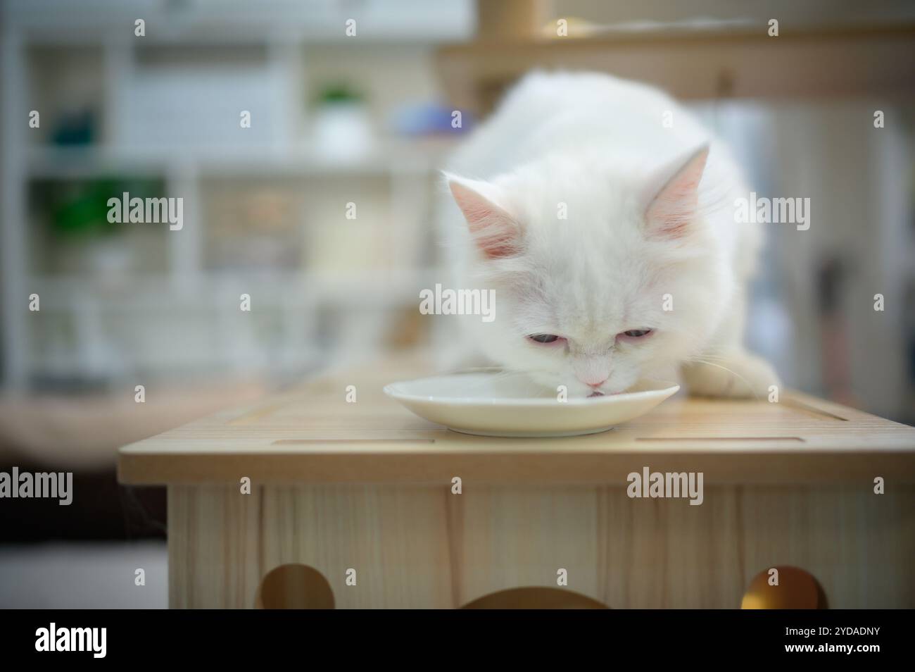 Chat persan une des races les plus populaires de chats attrayants. Banque D'Images