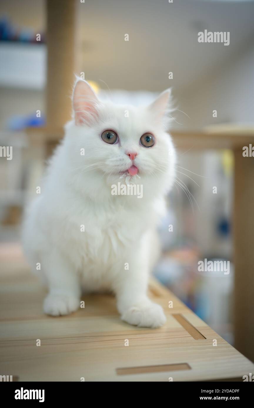 Chat persan une des races les plus populaires de chats attrayants. Banque D'Images
