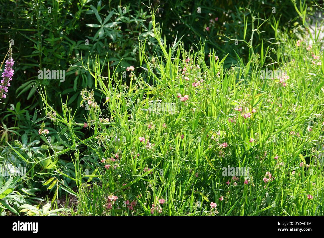 Lathyrus heterophyllus, pois perpétuel Norfolk Banque D'Images