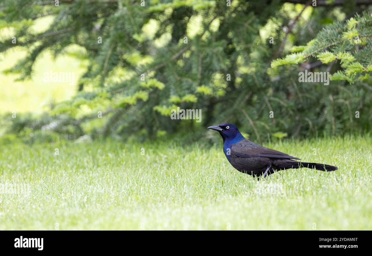 Beau grackle commun sur l'herbe avec fond persistant Banque D'Images