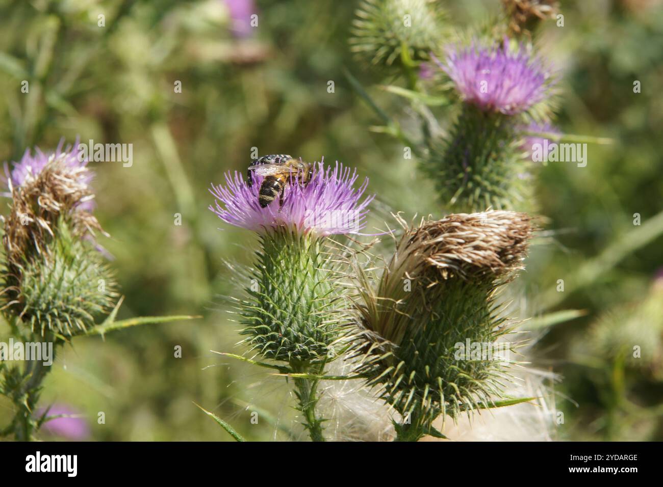 Cirsium, chardon, abeille Banque D'Images