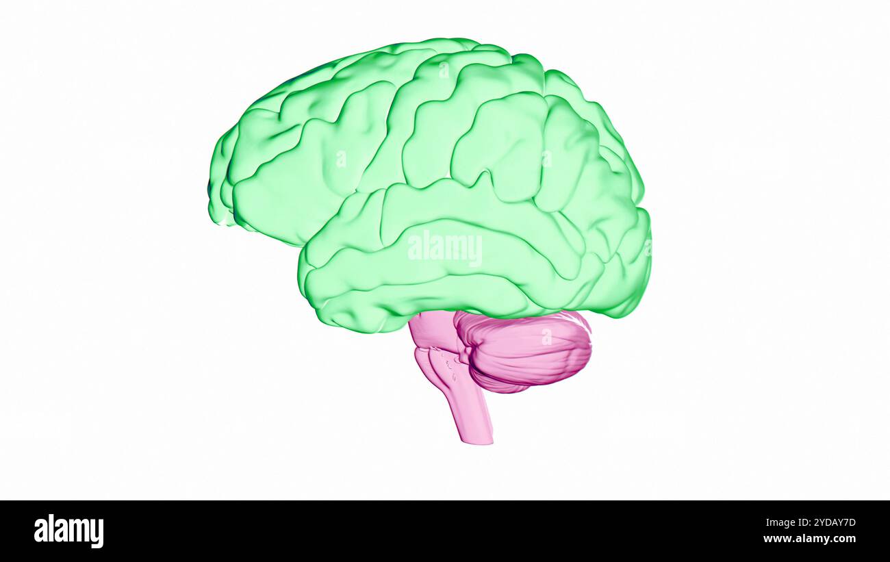 Illustration du cortex cérébral (vert) du cerveau humain, qui est responsable de différentes fonctions dont la mémoire, l'attention, la perception, la conscience, la pensée, langage et conscience. Banque D'Images Illustration du cortex cérébral (vert) du cerveau humain, qui est responsable de différentes fonctions dont la mémoire, l'attention, la perception, la conscience, la pensée, langage et conscience. Banque D'Images