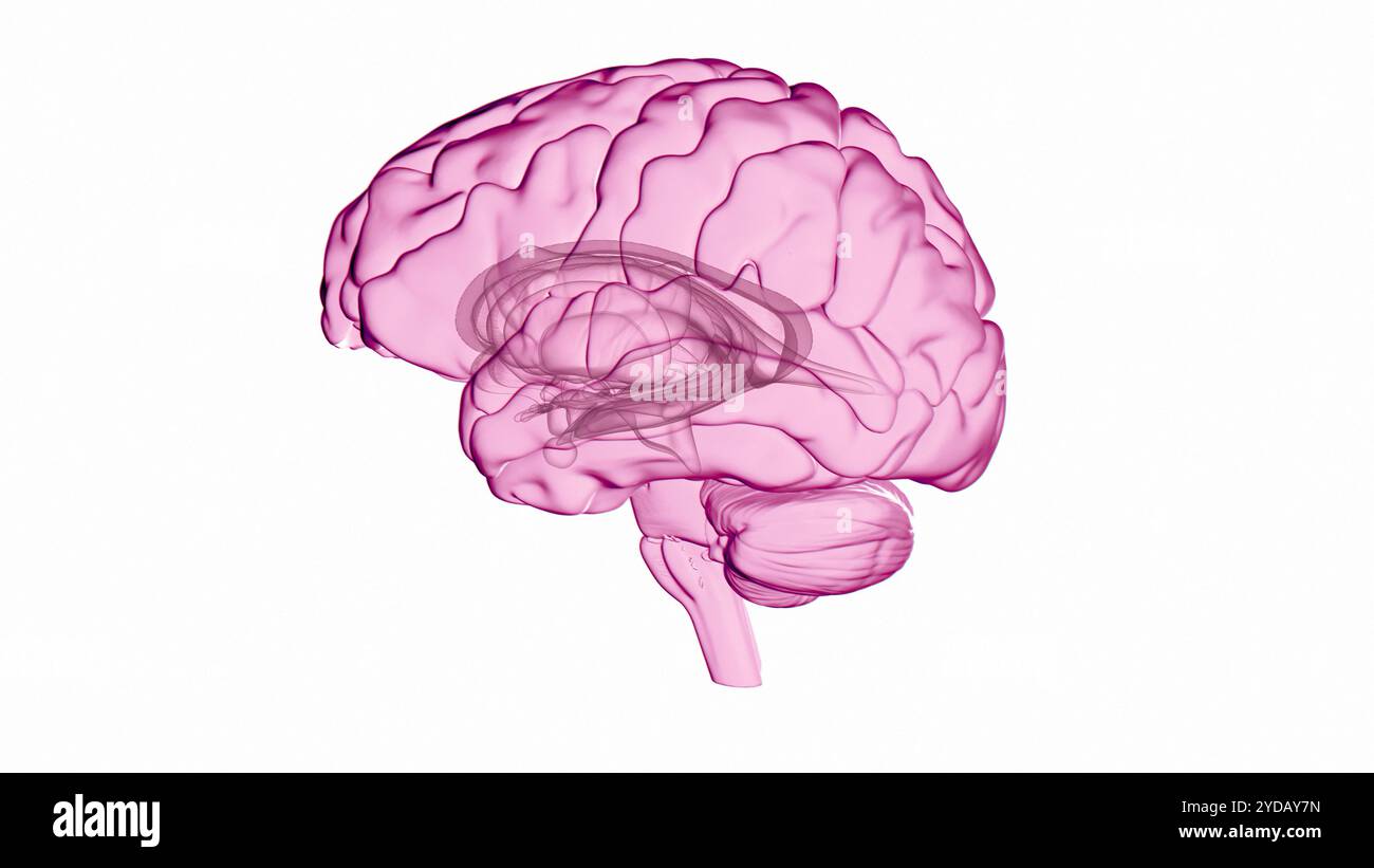 Illustration du cerveau humain, organe central du système nerveux humain. Banque D'Images