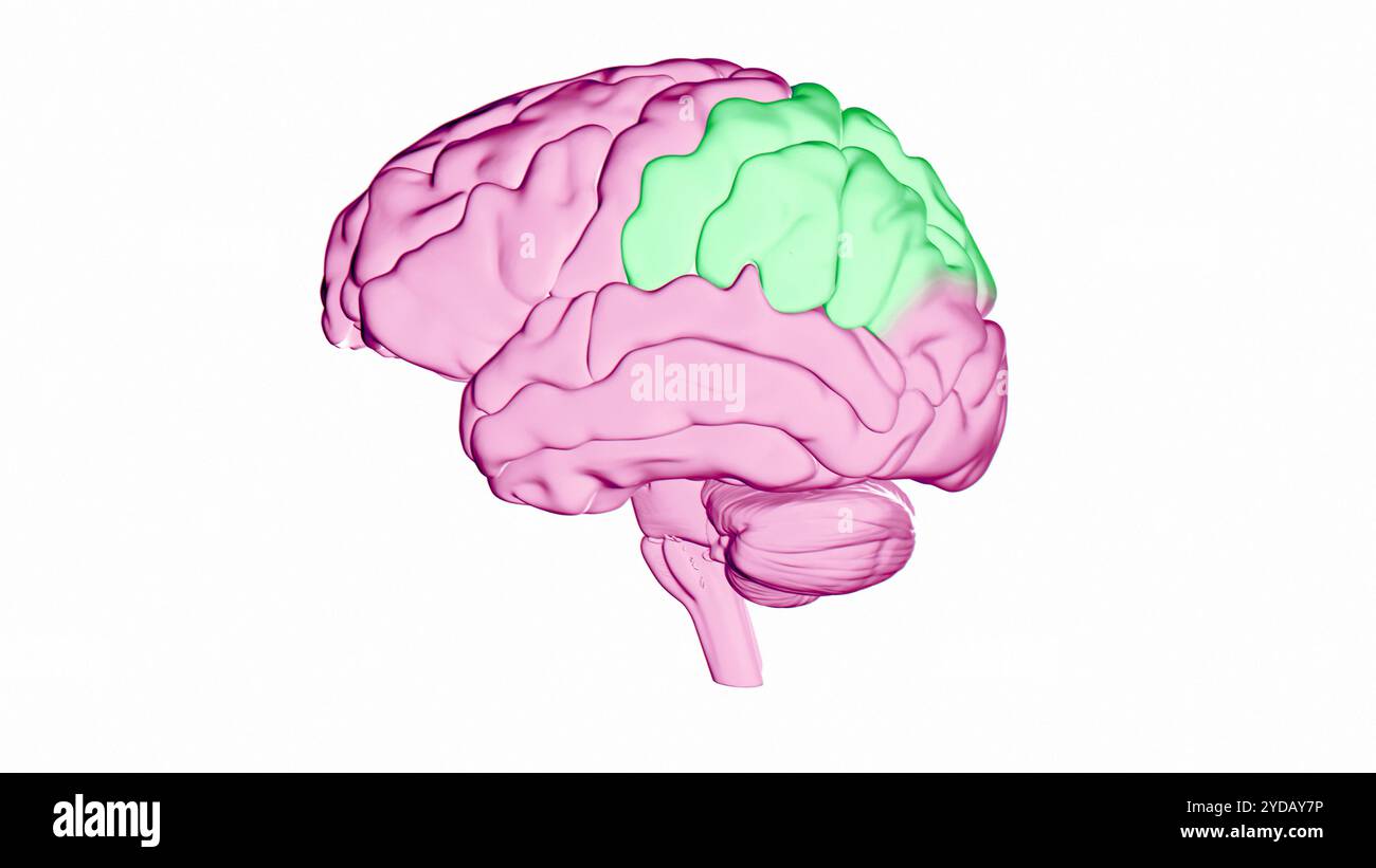 Illustration du lobe pariétal (vert) du cerveau humain. Le lobe pariétal est principalement responsable de l'intégration de l'information sensorielle, y compris le sens spatial et la navigation, et joue également un rôle dans la gestion de fonctions telles que le langage, la lecture et les stimuli internes. Banque D'Images